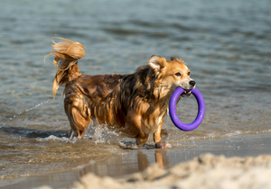 Why Pet Toys Are Important