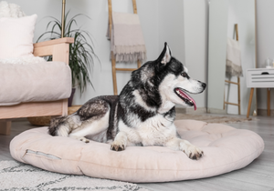 Why a Comfortable Pet Bed Matters