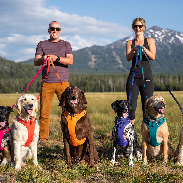 Adjustable Pet Chest Harness Leash For Comfortable Walking
